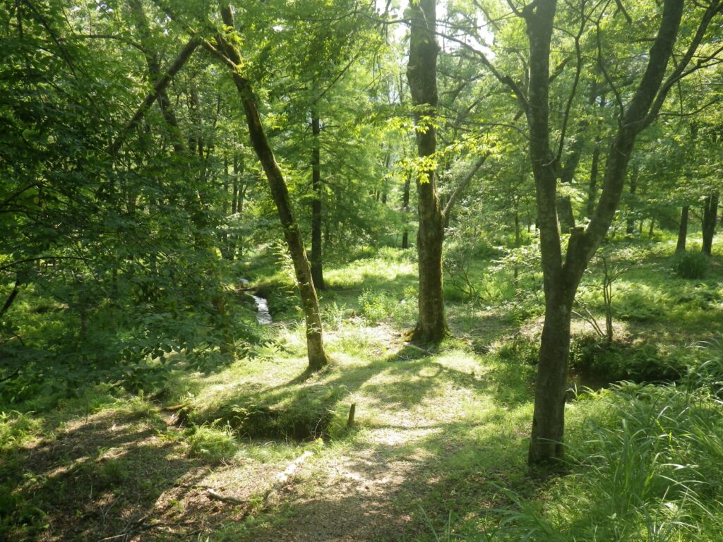 滋賀県林業写真帖◇滋賀県森林課、大正12年/c924 - 日本史