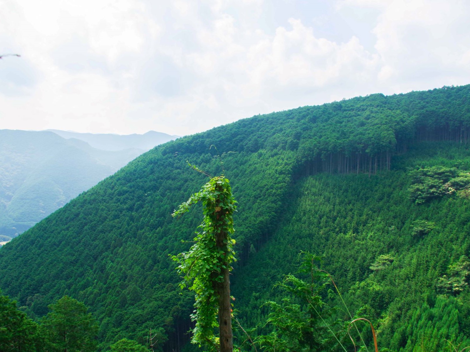 千品山林社 シェアフォレスト - 森林浴マップ（Shinrin-yoku MAP）